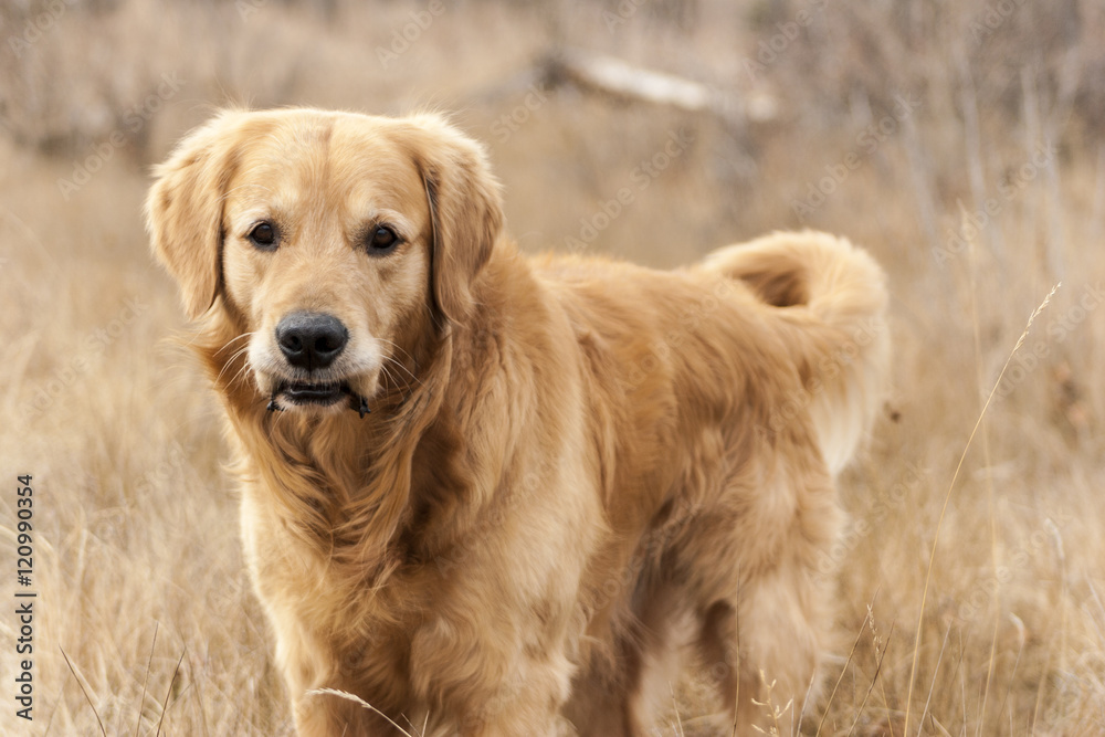 金毛寻回犬