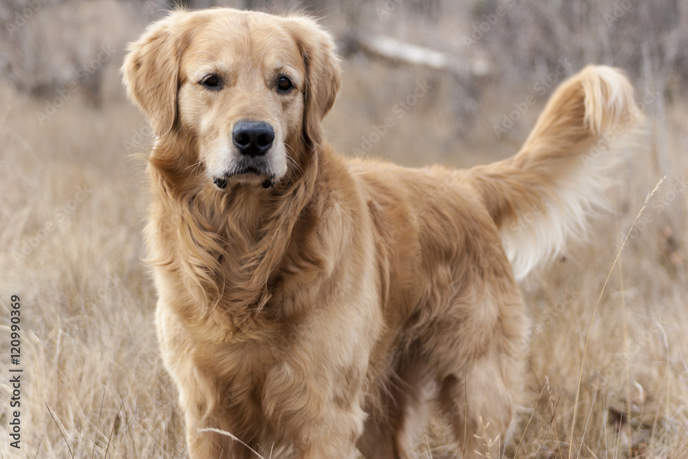 金毛寻回犬