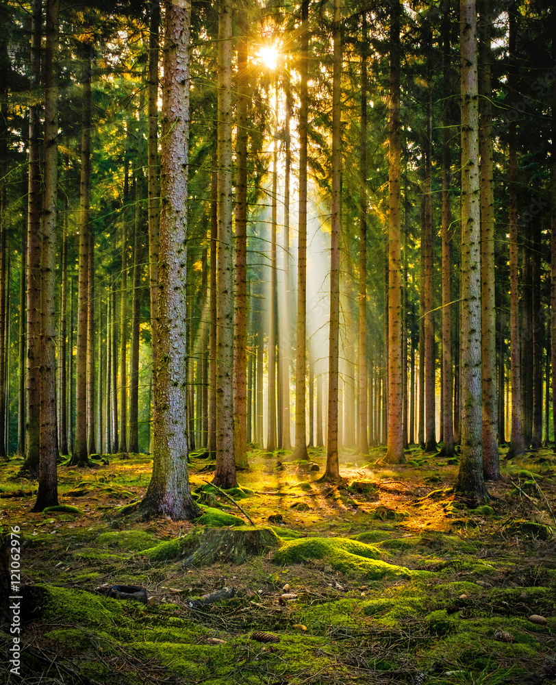 Sonnenstrahlen im Nadelwald im Morgennebel