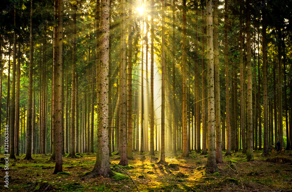 Sonnenstrahlen in lichtdurchflutetem Wald im Nebel bei Sonnenaufgang