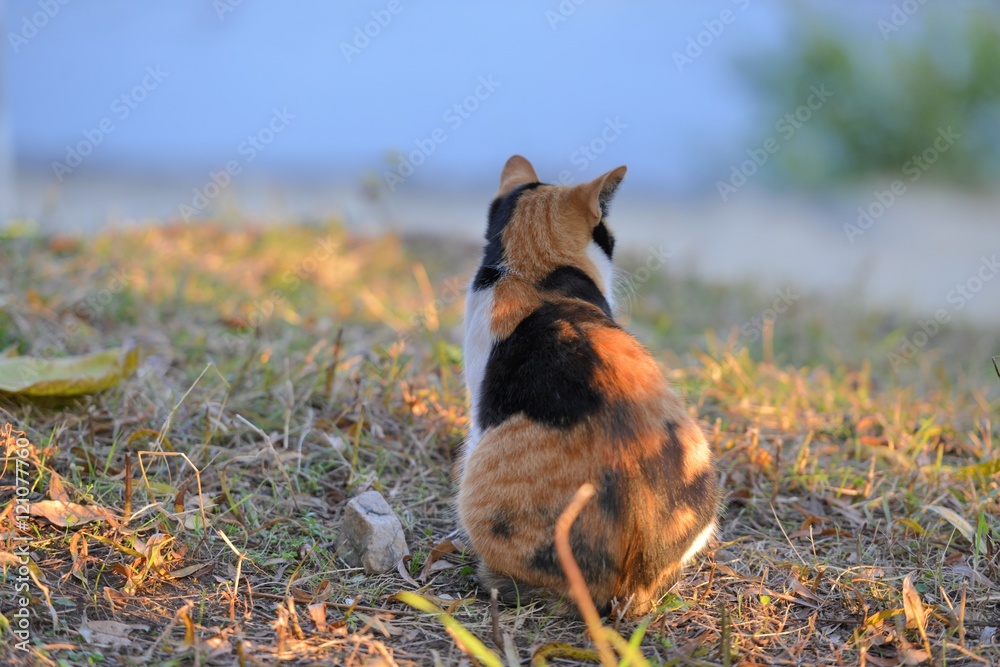 哀愁の猫の後ろ姿