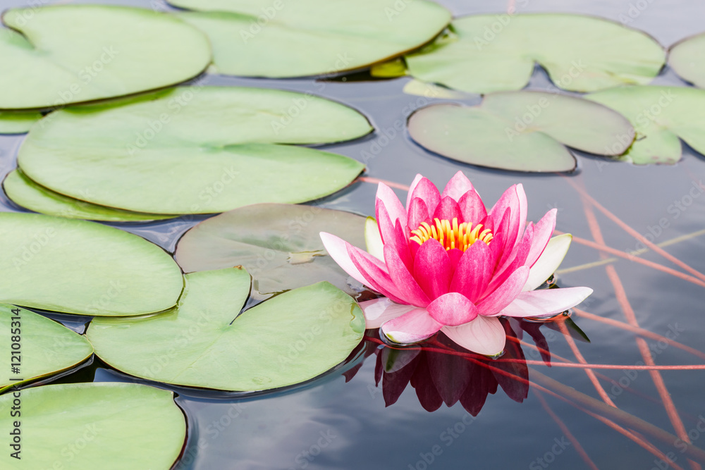 Beautiful Pink Waterlily,aquatic plants grow in the pond