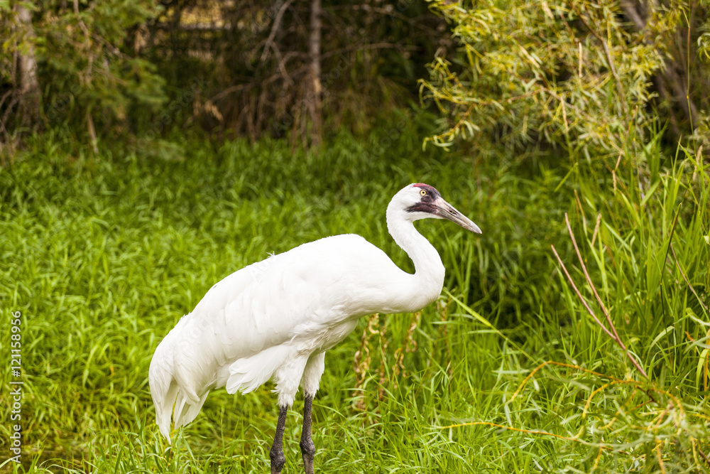 White Egret