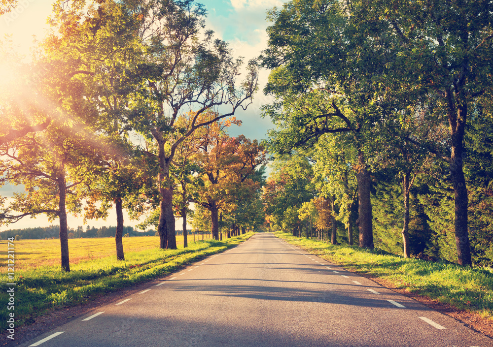 asphalt road with beautiful trees on the sides in autumn