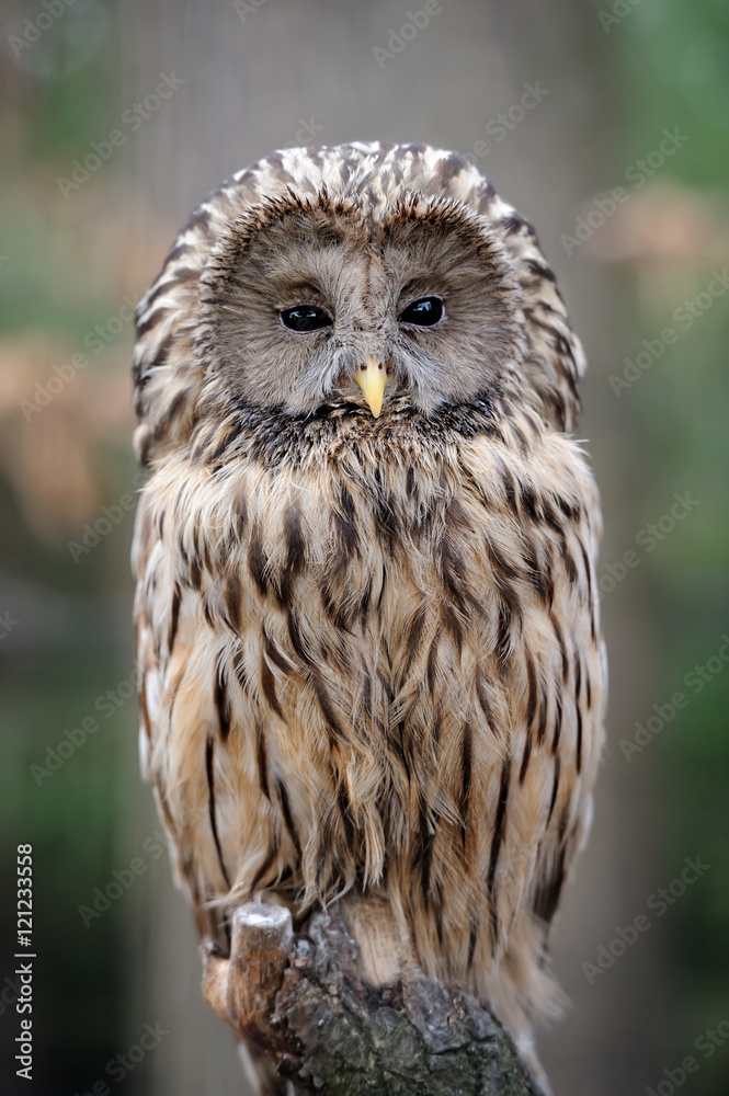 Owl sitting on a branch