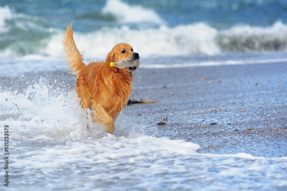 海滩上的年轻金毛寻回犬