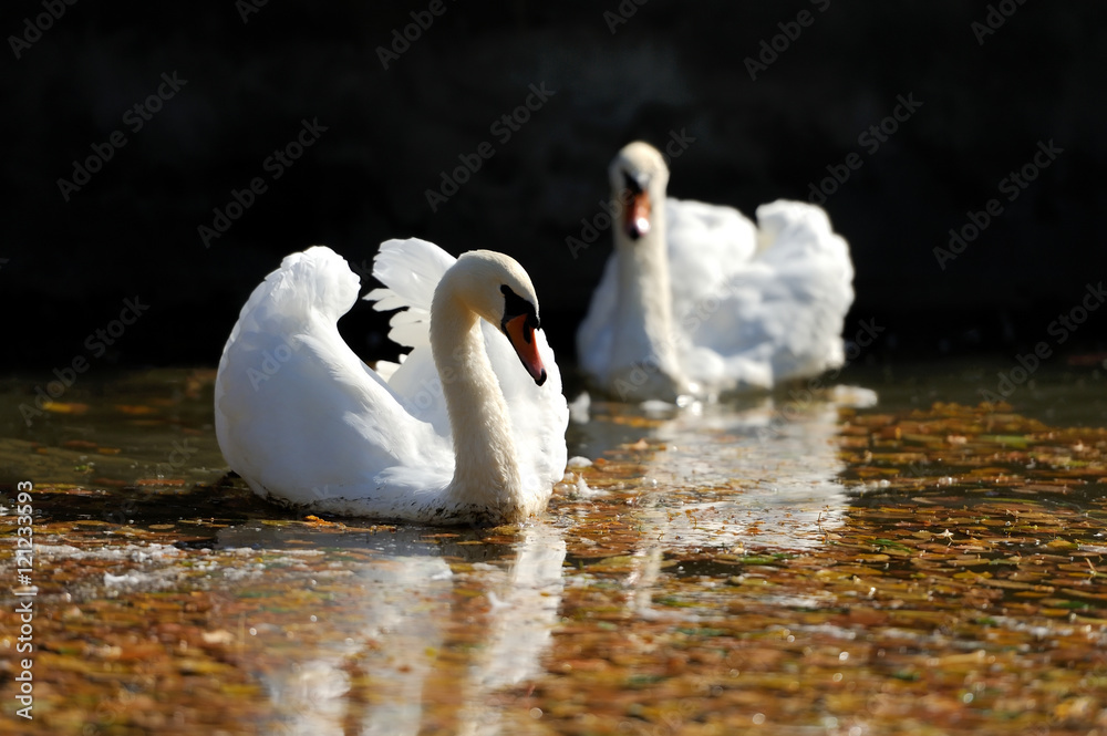 Swan in the lake