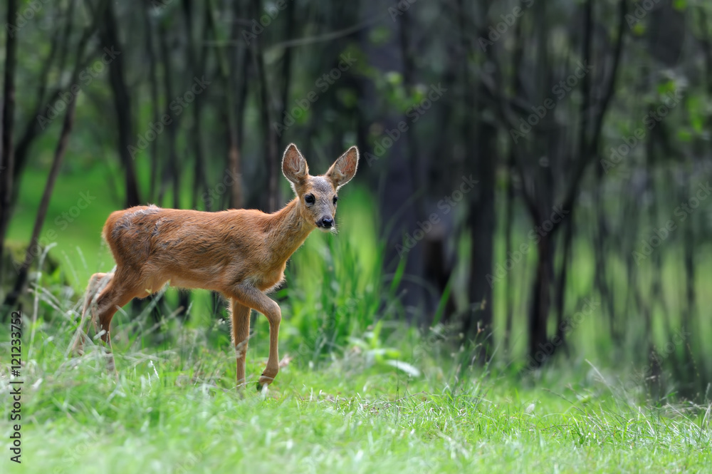 Deer in forest