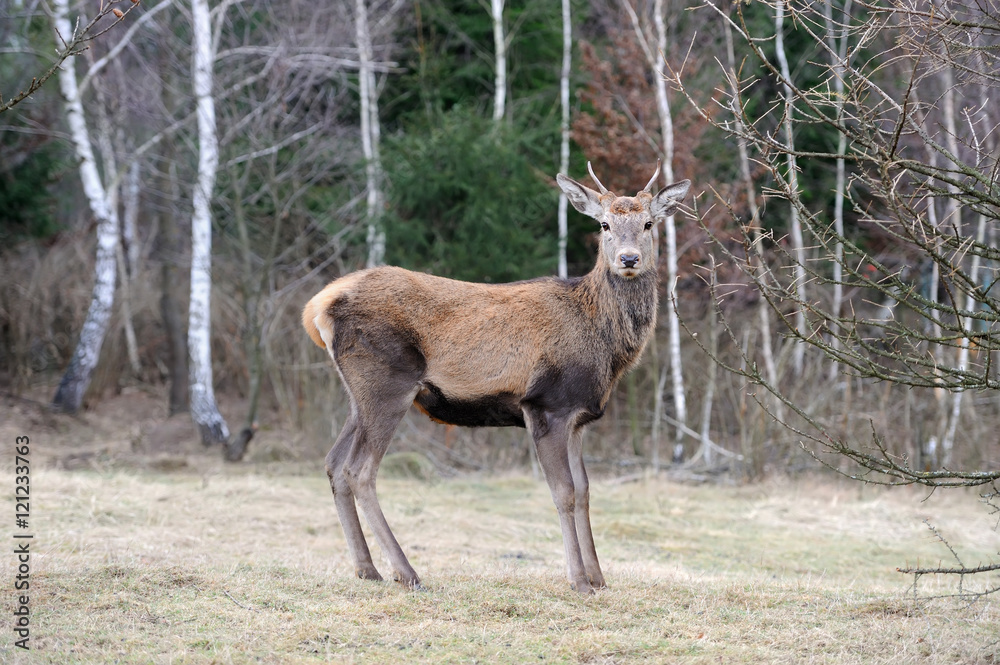 Deer in forest