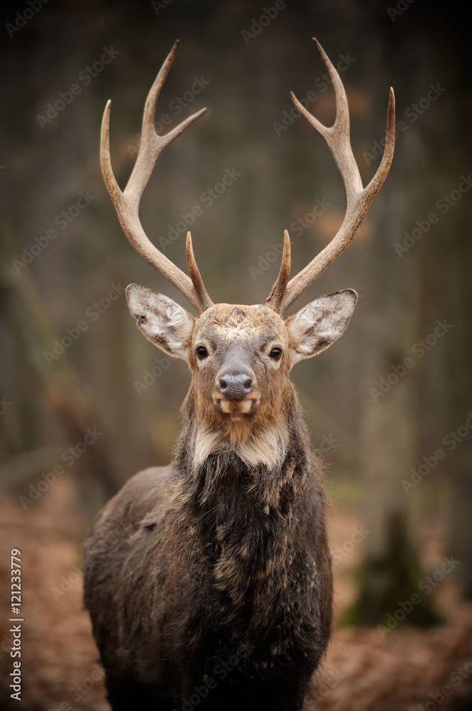 Deer in forest