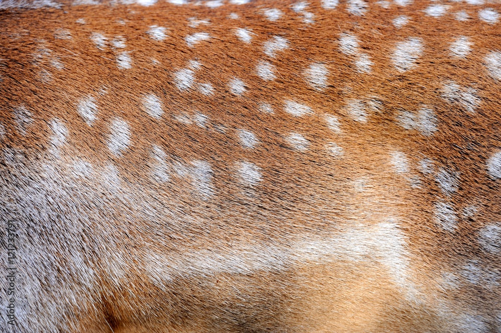 Texture of real deer fur