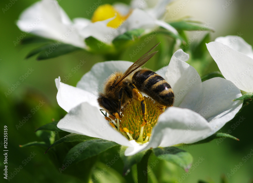 Bee on the flower