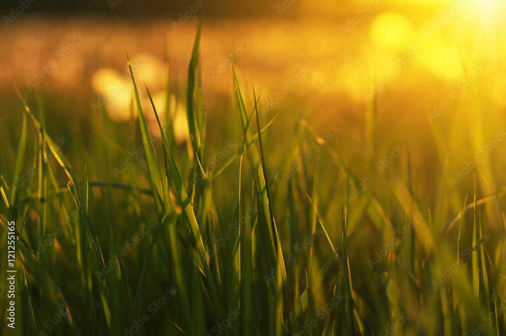 Green grass background