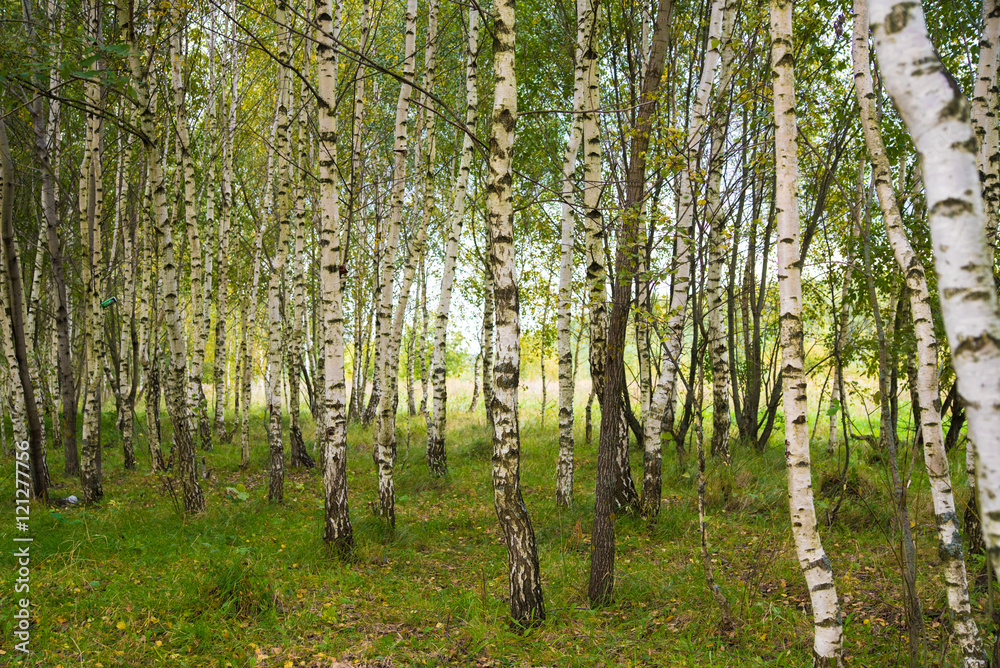 Birch Grove. Russia. Green leaves. Enchanted forest