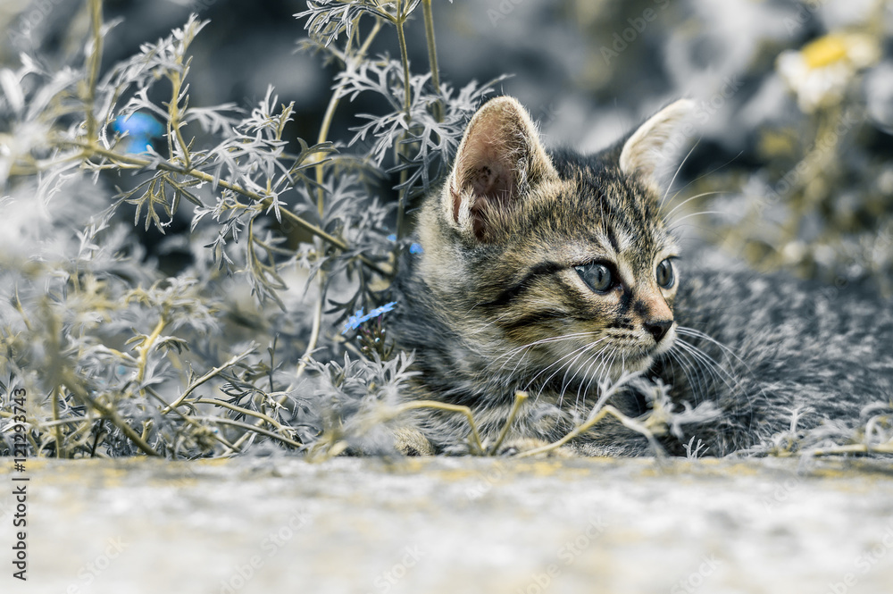 花园里的猫，外面的猫。