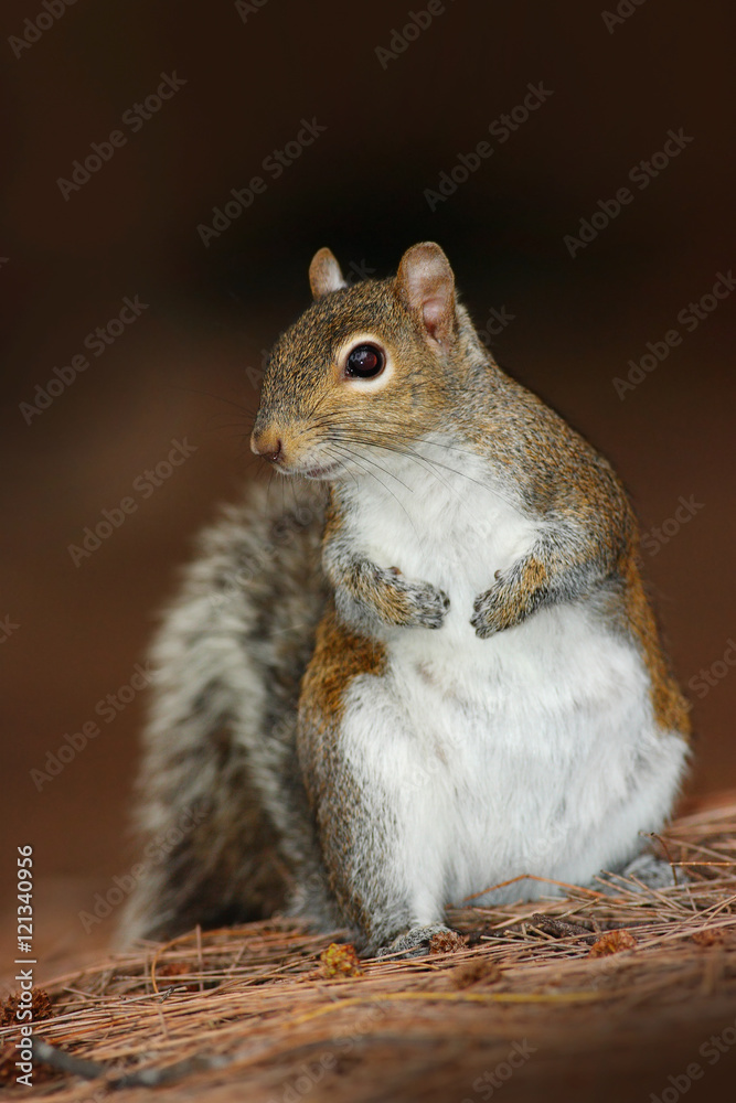 灰松鼠，卡罗莱纳Sciurus carolinensis，在深棕色的森林里。自然栖息地的可爱动物。Gr