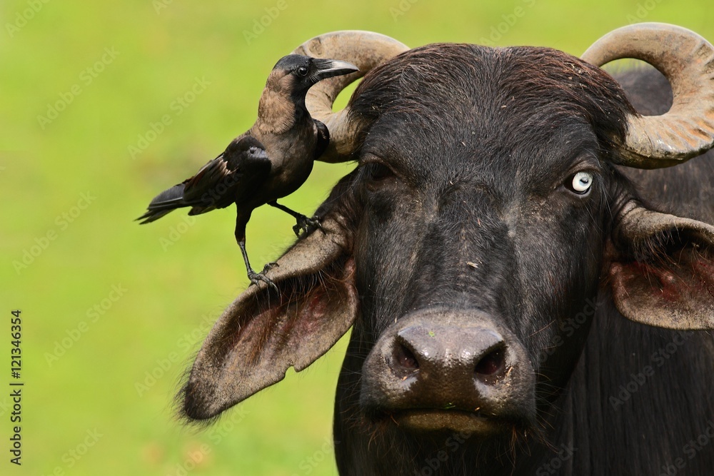 House Crow, Corvus splendens, black and grey bird sitting on furry head of cow, clear green backgrou