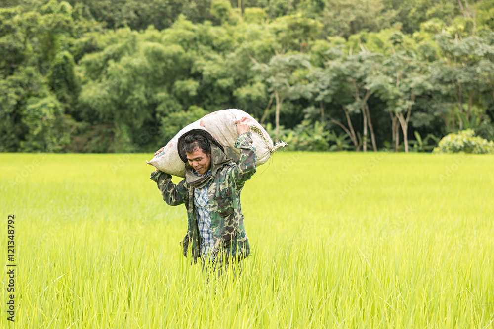 Farmers carrying fertilizer supplies in a rice field at rural.