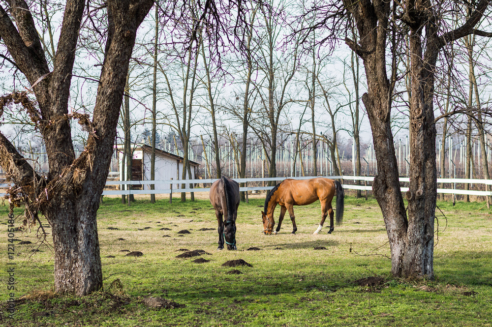 horses at ranch