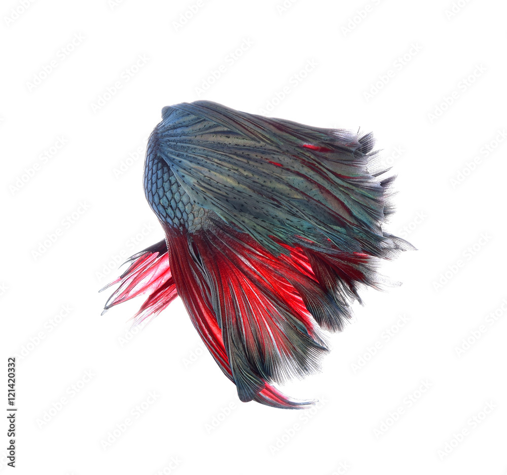 moving fish tail of Betta fish,Siamese fighting fish isolated on