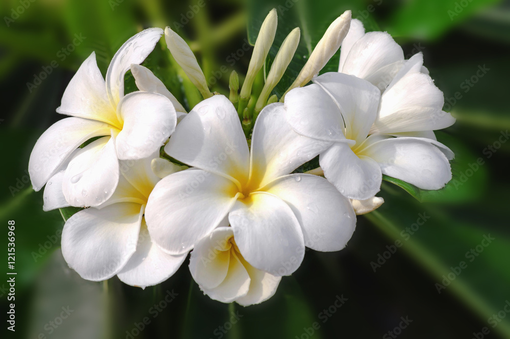 树上的白色鸡蛋花或白色鸡蛋花