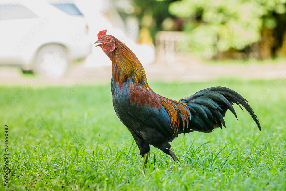 close up portrait of bantam chickens, poultry