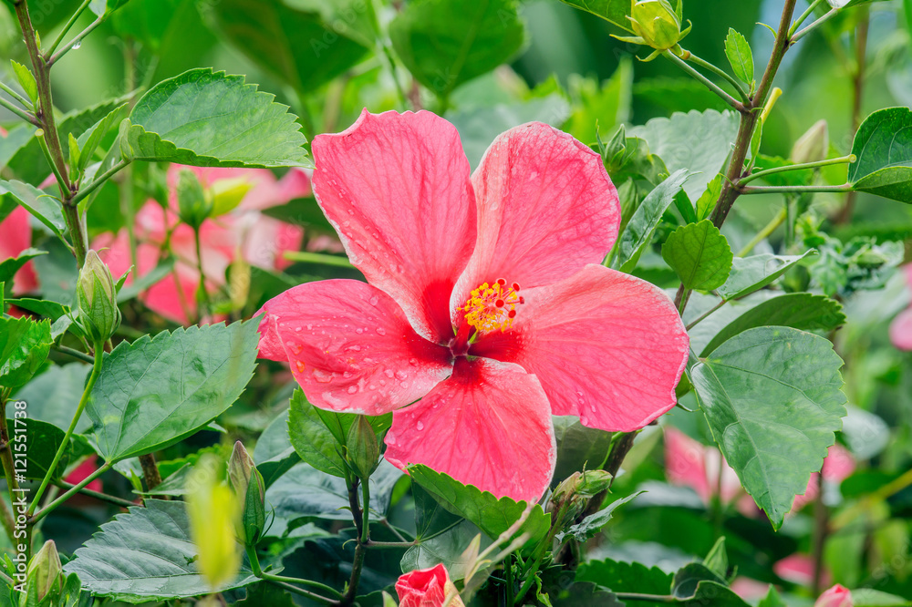 红芙蓉或中国玫瑰