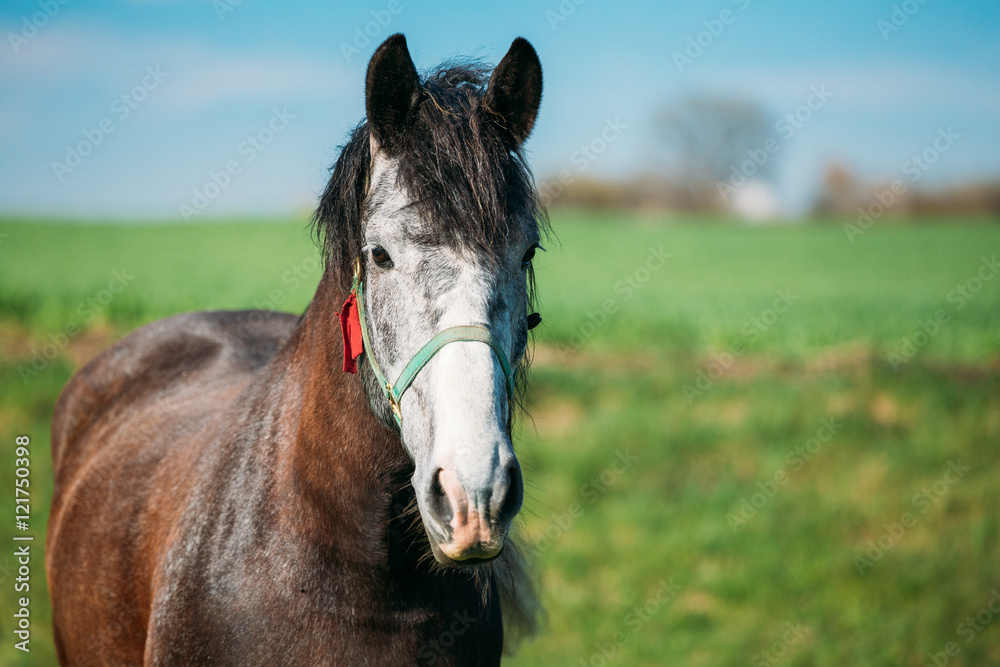 Close Up Of Horse On Summer Meadow Background. Copy Space