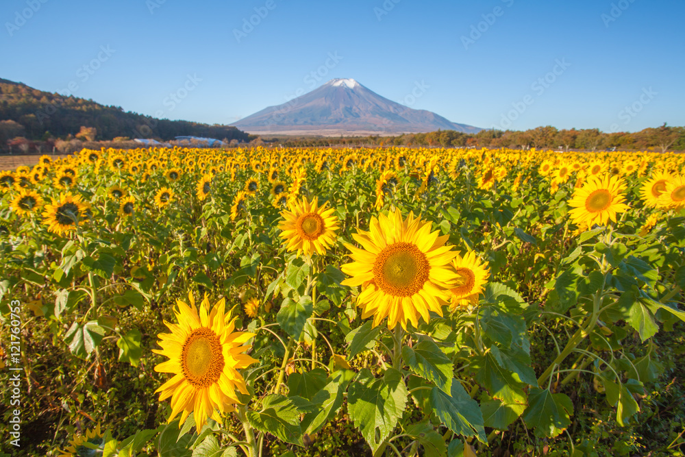 秋季山中花卉公园的向日葵田和富士山