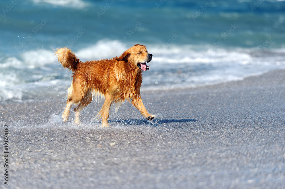 海滩上的年轻金毛寻回犬