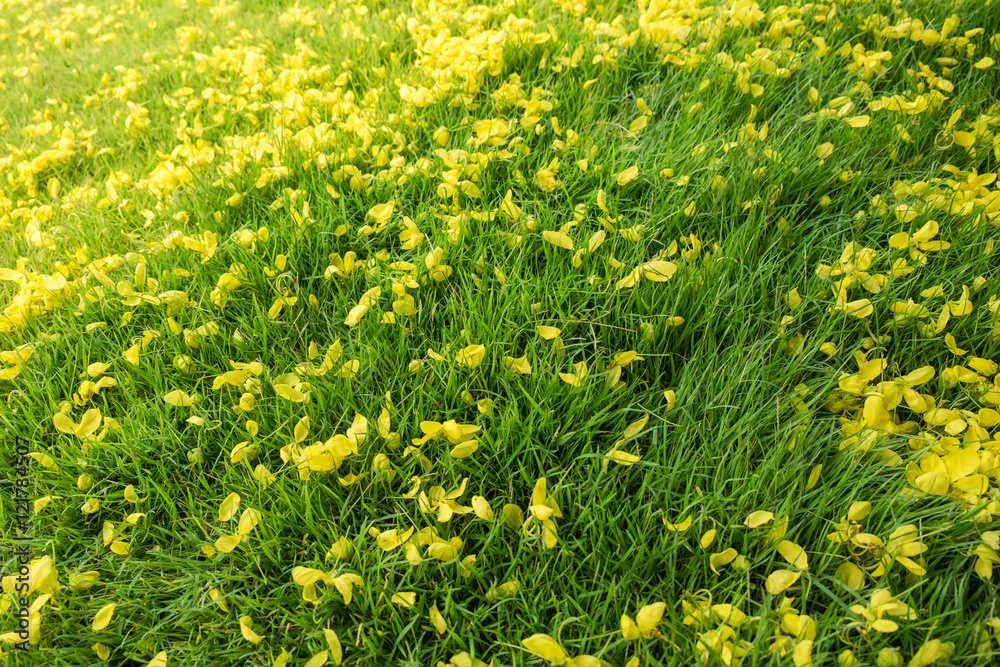 Golden yellow flower fall on grass