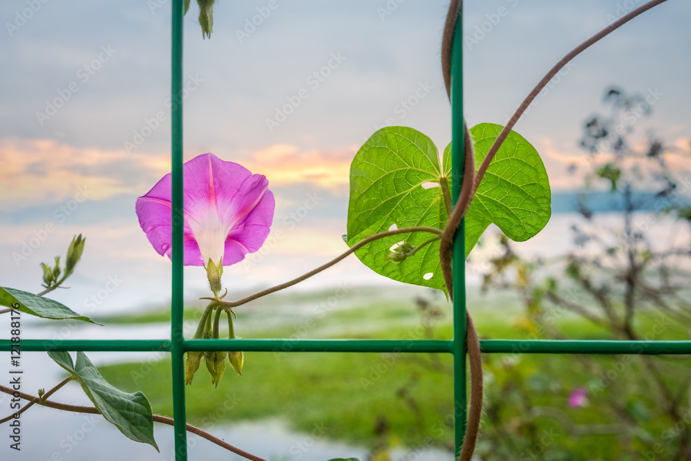 日落中美丽的牵牛花