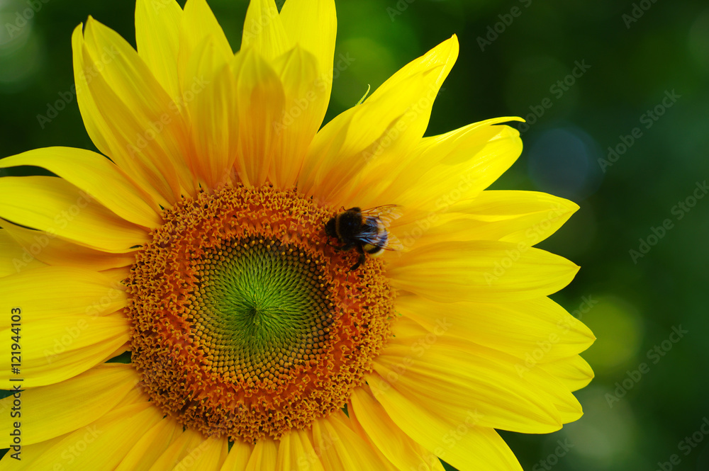 Close up of sunflower