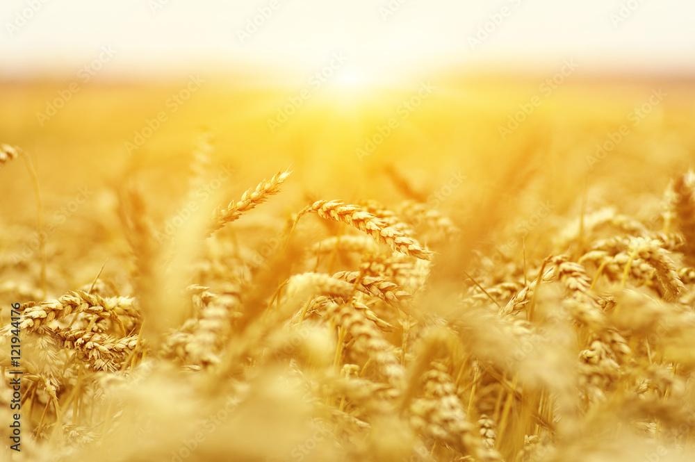  Wheat field on sun