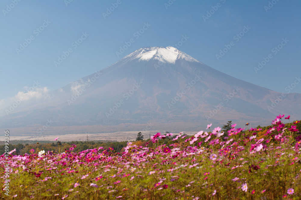 Yamanakako Hanano Miyako Koen秋季的宇宙花和富士山