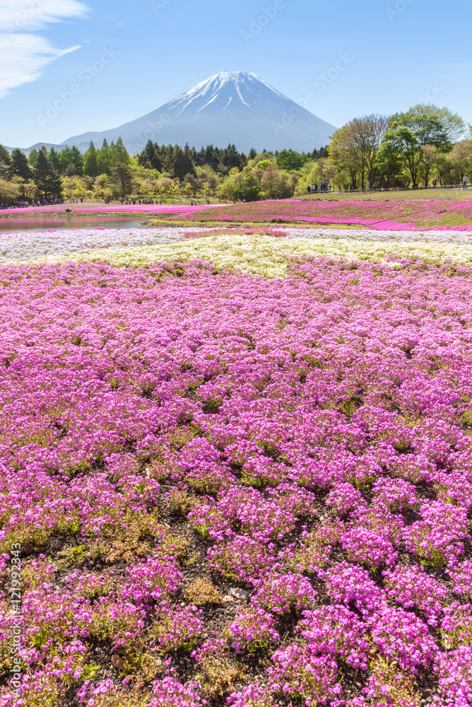 春天的富士山和粉红色苔藓田……