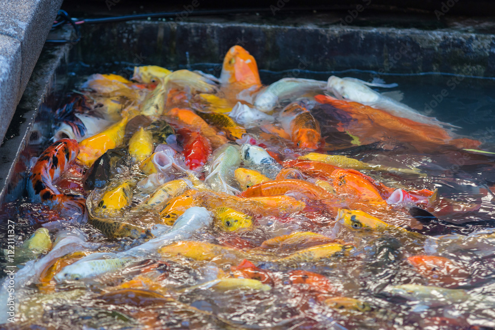 Colorful fancy carp fish.