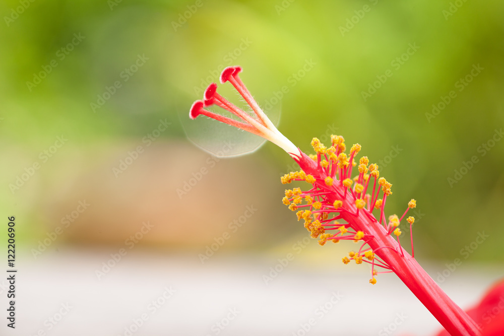 红芙蓉花粉和自然背景选择f