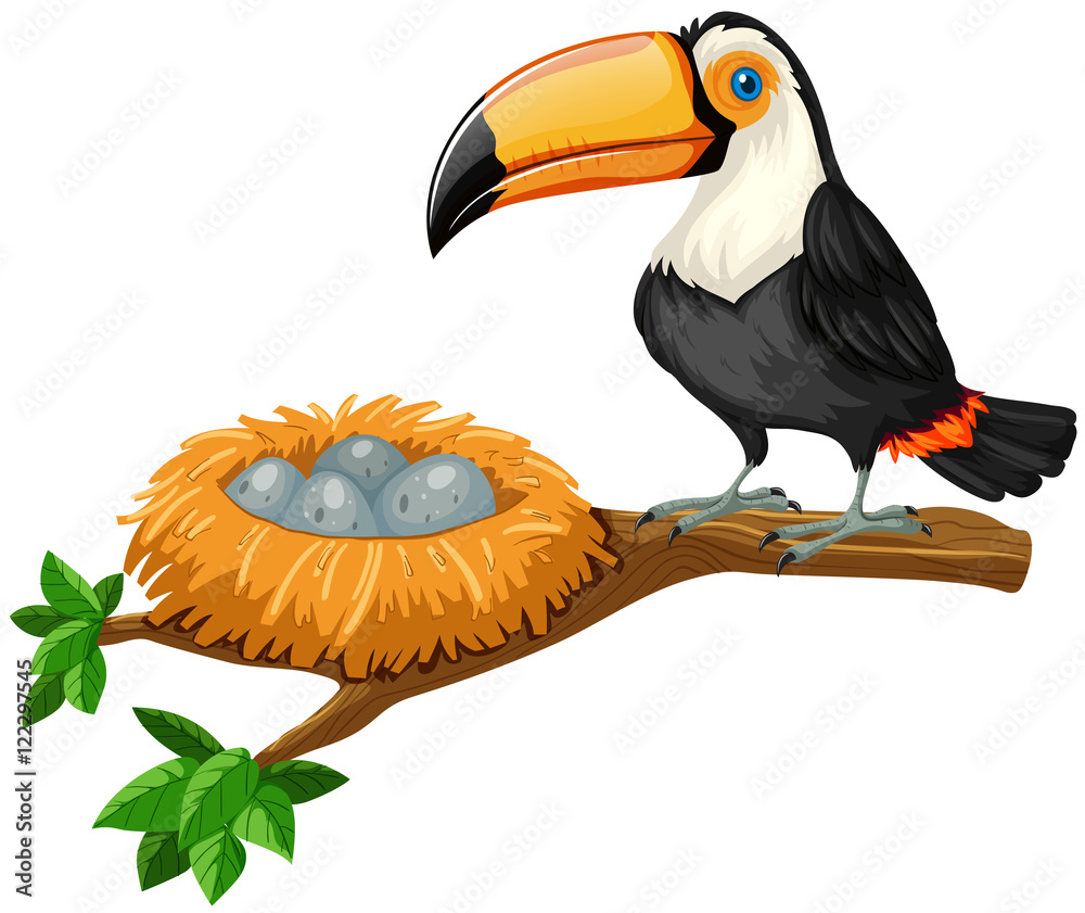 Toucan and eggs in nest（Toucan和蛋在巢中）