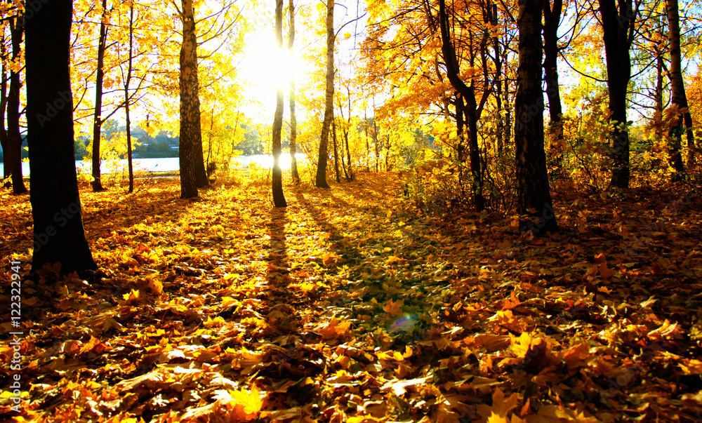  autumn trees on sun