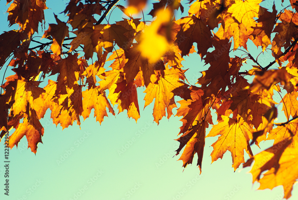 autumn leaves on sky