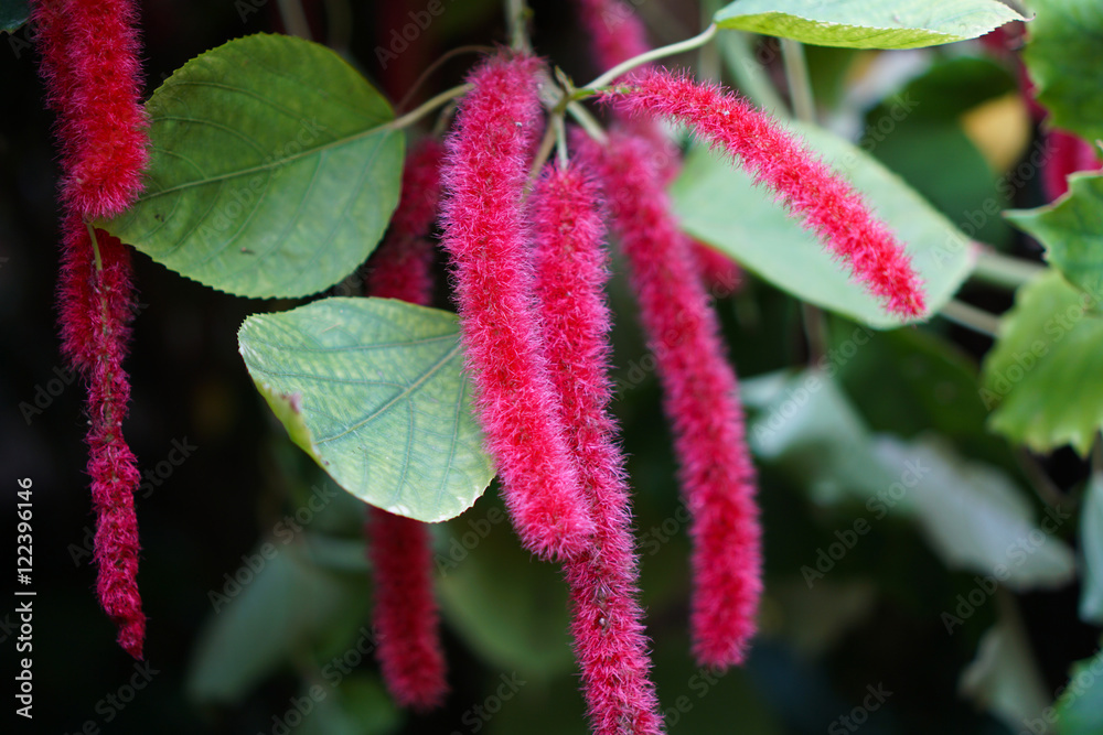 Red pink lilac fluffy flower, green leaves