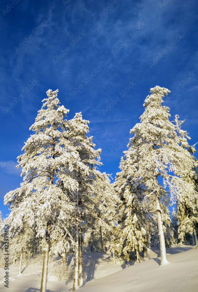 冬天的街景。松树上有很多雪。冬天有蓝色多云的天空。