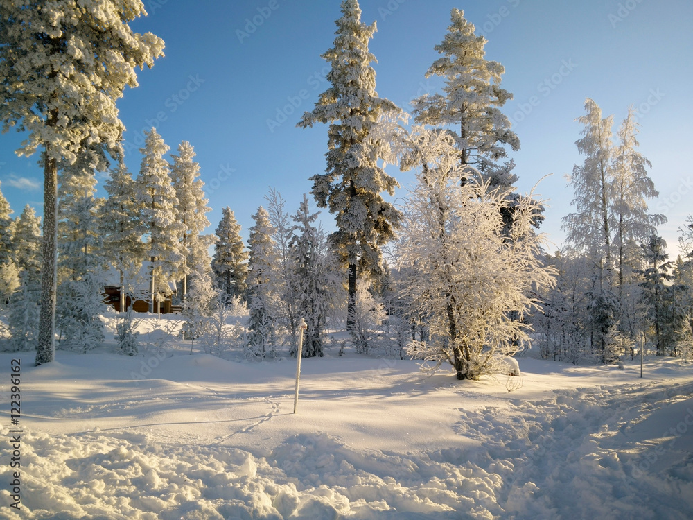 冬天的街景。松树上有很多雪。冬天有蓝色多云的天空。