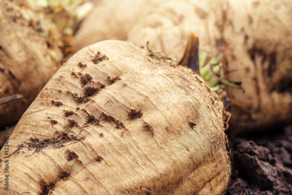 Harvested sugar beet crop root pile