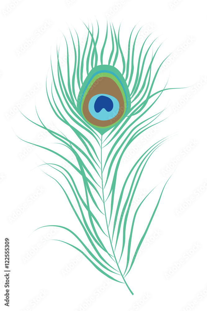 Peacock feather. Isolated vector illustration