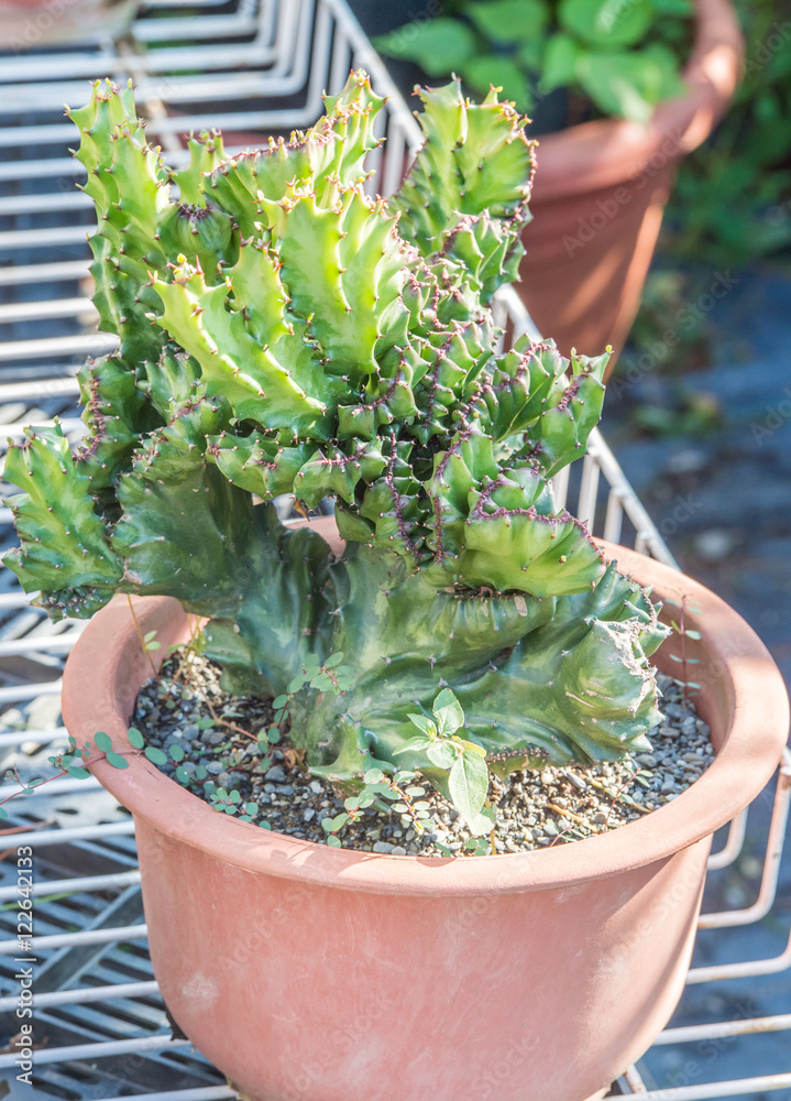 Euphorbia lactea Haw(succulent plants)