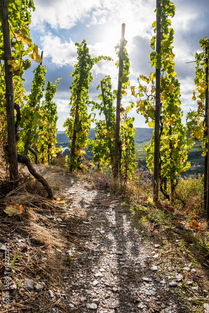 Weinbau in Steillagen bei Ürzig an der Mosel