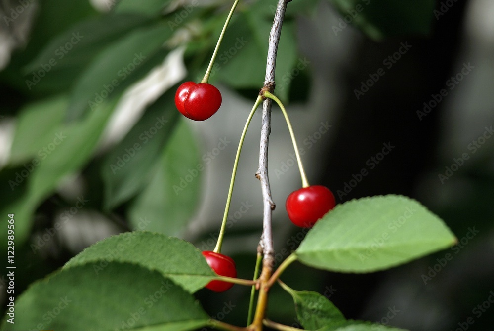 Cherries hanging on a cherry tree branch