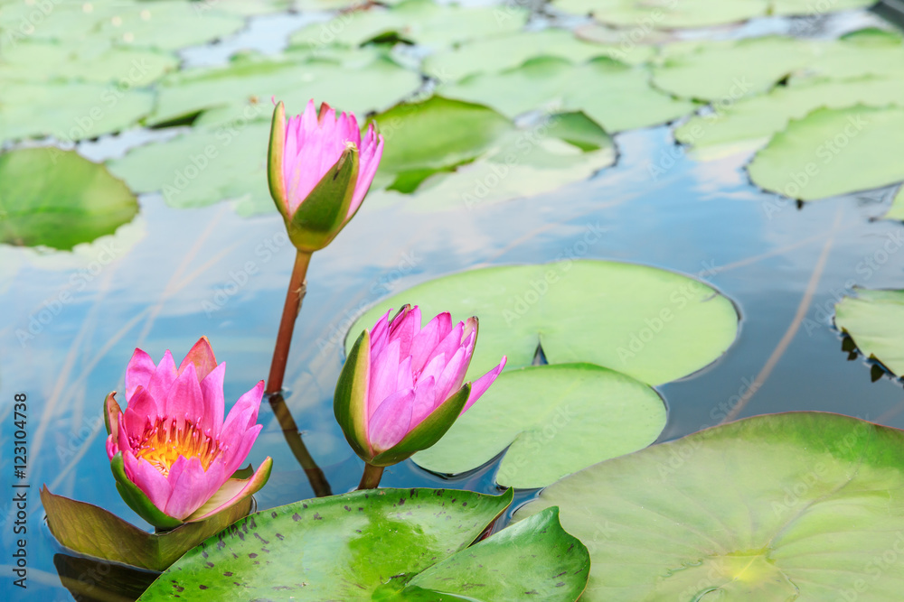 Beautiful Pink Waterlily,aquatic plants grow in the pond